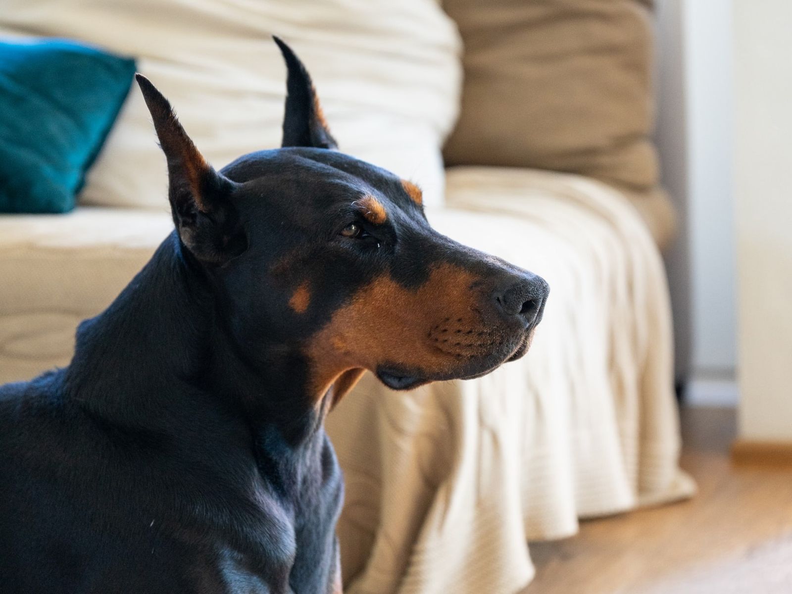 Hypoglycemia in dogs signs of low blood sugar in your pet